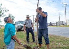 EN VALE HERMOSO SE CONTINUA CON LA REFORESTACION DE DIFERENTES AREAS DE LA CIUDAD.